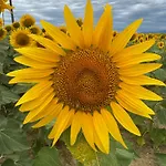 Del Sole Séjour à la campagne