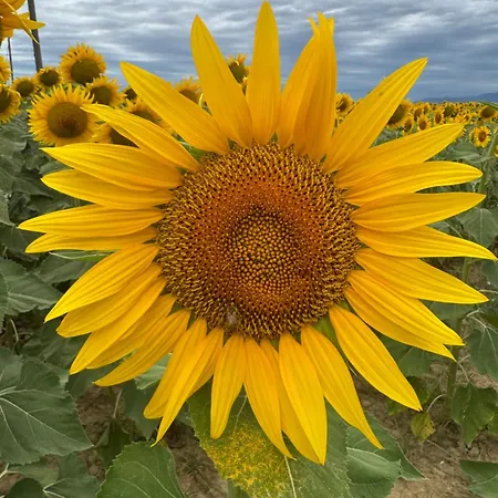 Del Sole Venkovský dům